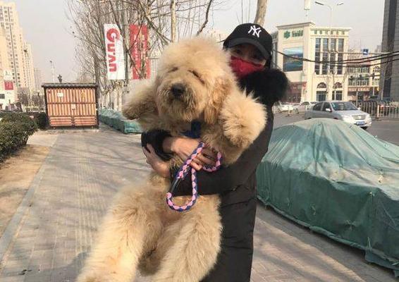 从黑黄色贵宾看狗的毛色变化（黑黄色贵宾的毛发变化及原因分析）