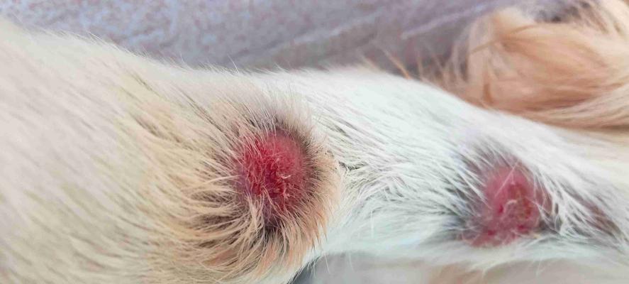 金毛为何特别掉毛？（探究金毛犬掉毛的原因及解决方法）