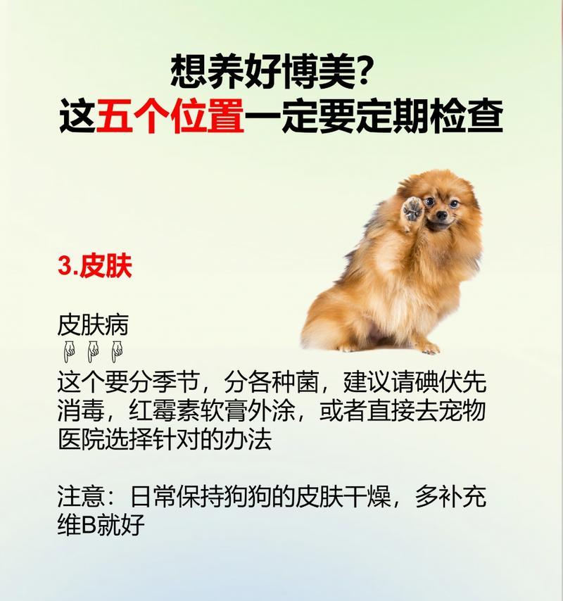 解密博美皮肤病（探索博美皮肤病的症状、诊断和治疗方法，助您宠物焕发健康肌肤）