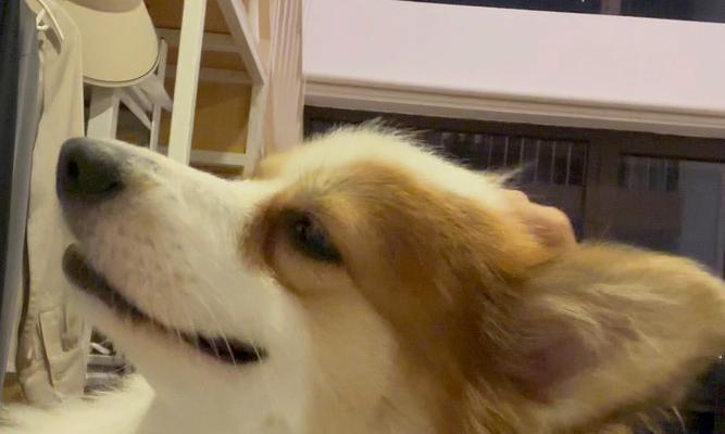 狗狗头部常侧一边的原因及解决方法（揭秘狗狗头部侧斜的隐患与解决之道）
