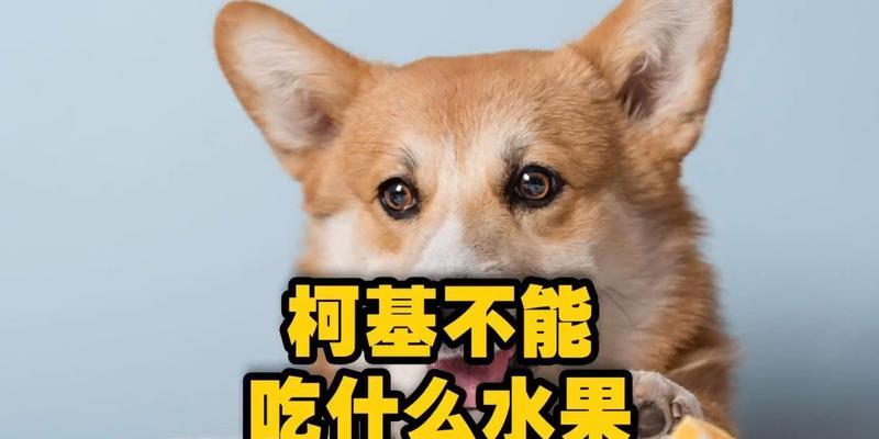 小狗的食物选择（小狗适合食用的健康食品与禁忌食品）