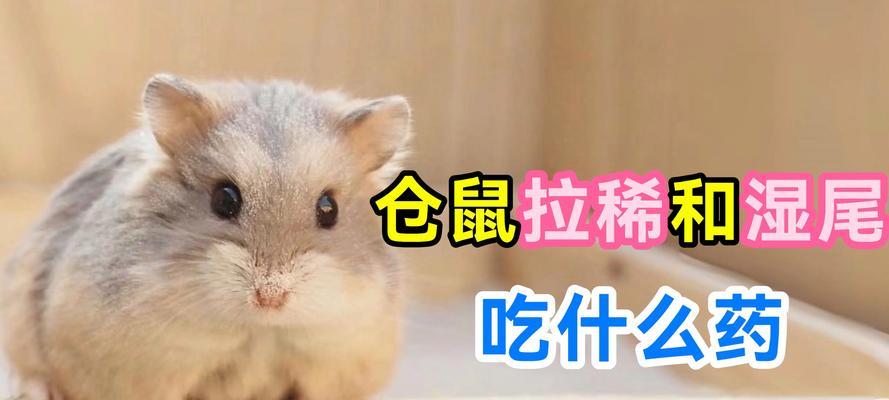 仓鼠的饮食需求与注意事项（了解仓鼠的食物摄入量，让它们健康快乐生活）