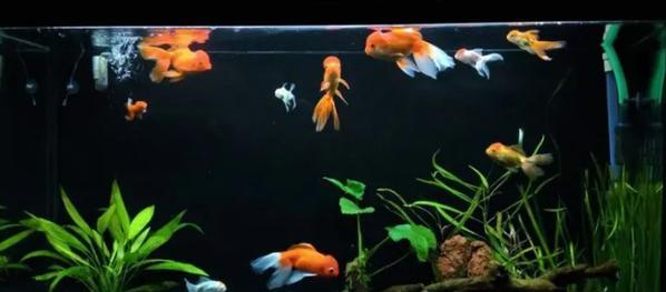 大鱼缸养鱼好活，这些鱼是最佳选择！（以大鱼缸养鱼，挑选适合的品种才是王道）