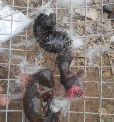 犬子宫内膜炎症状解析（了解犬子宫内膜炎的常见症状及其关键特征）