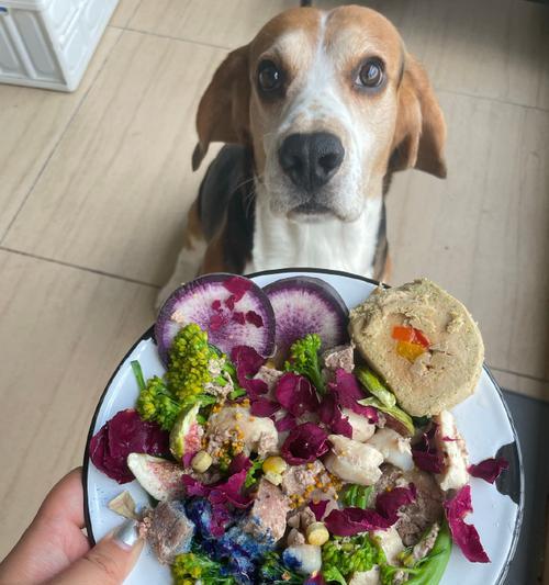 比格犬喜欢吃什么？（了解比格犬的饮食偏好与需求）