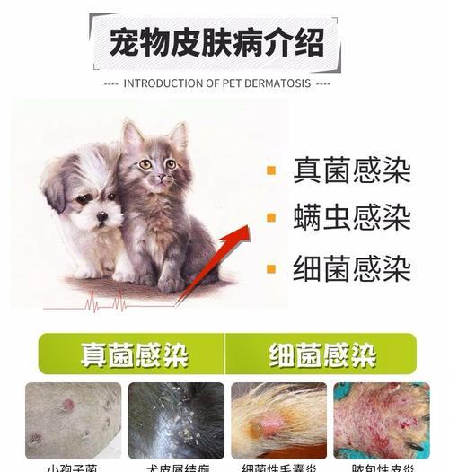 狗耳朵瘙痒怎么办？选择最有效的药品吧！（舒缓宠物痛苦，选择适合你的狗耳朵瘙痒药品）