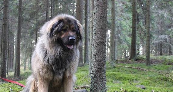 高加索犬（了解高加索犬的特点、培养和适应环境）