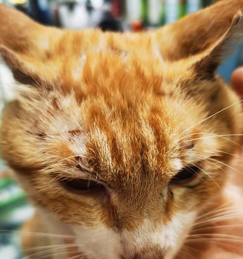 猫咪外伤急救指南（掌握正确的药物应用，保护您的猫咪健康）