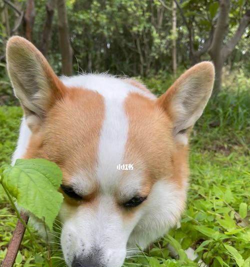狗狗吃草的原因及影响（探究狗狗吃草的行为和对身体健康的影响）
