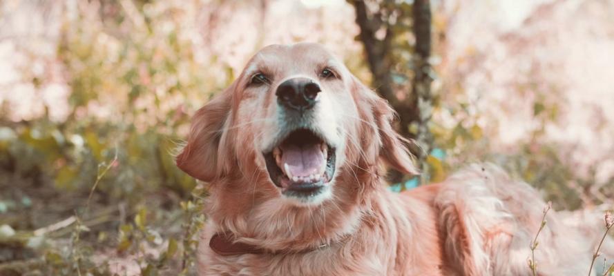 金毛为何频繁呕吐？（探究金毛犬呕吐的原因及应对方法）
