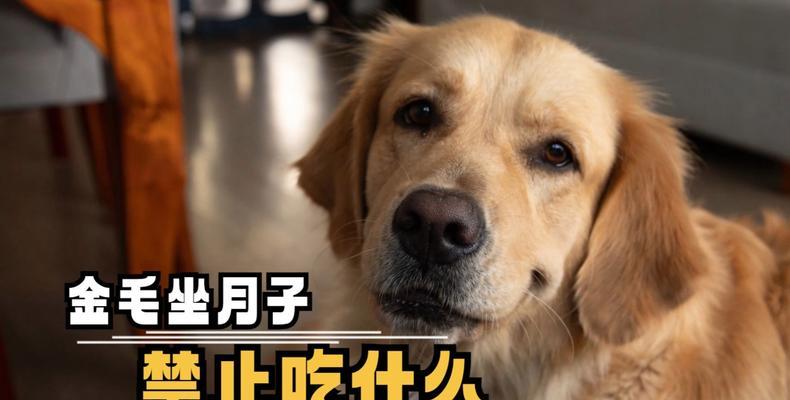 金毛二个月大的饮食需求（为您解答金毛二个月大应该吃什么）