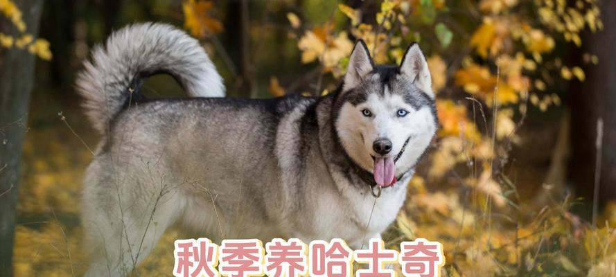 哈士奇饮食宝典（科学营养让你的宠物哈士奇更健康）