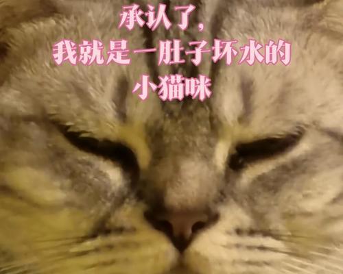 以猫打完吊瓶为什么会尿床？（探讨猫在打完吊瓶后出现尿床行为的原因及解决方法）