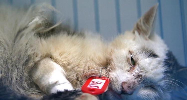 揭秘猫艾滋（了解猫艾滋的传播途径与预防措施）