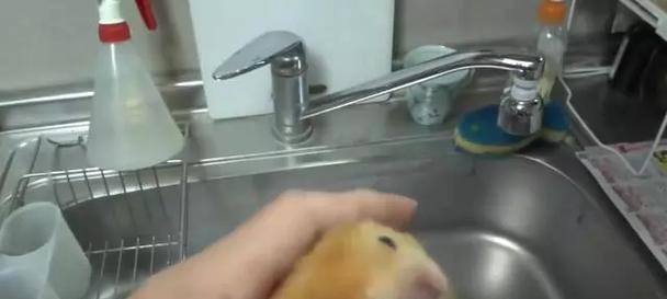 仓鼠牙齿断了，如何调整饮食？（仓鼠牙齿断了，应注意饮食均衡和适当磨牙）