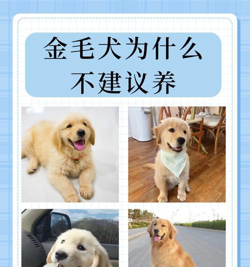 金毛为什么耳朵小？（探究金毛耳朵小的原因及相关影响）