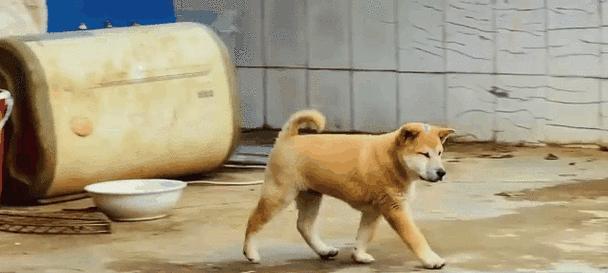 探秘狗狗嘴短的奥秘（解读嘴短犬种的特征及适应环境）