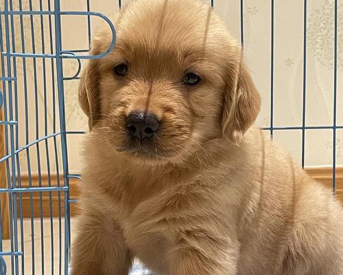 金毛犬的成长日记（探索2个月金毛犬的世界）