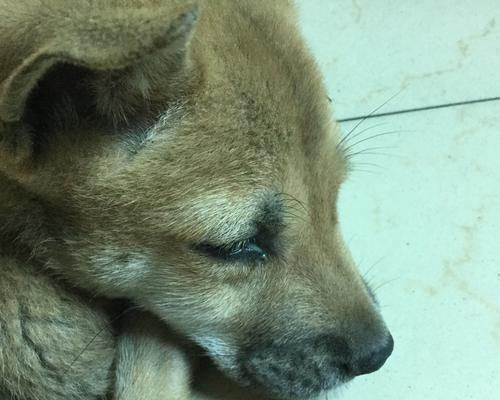 狗狗眼屎多应该吃什么药？（了解狗狗眼屎多的原因和治疗方法）