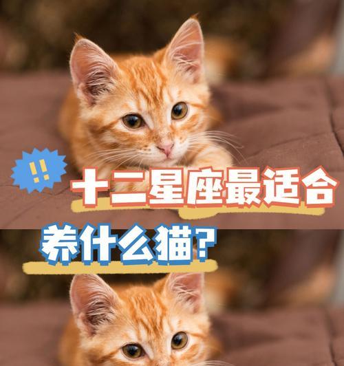 选择适合自己的宠物，让养活成为一种享受（以养什么宠物好养活为主题的指南）