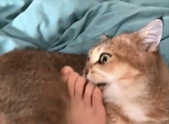 猫咪为什么爱舔人衣服？（探究猫咪舔人衣服的原因和意义）