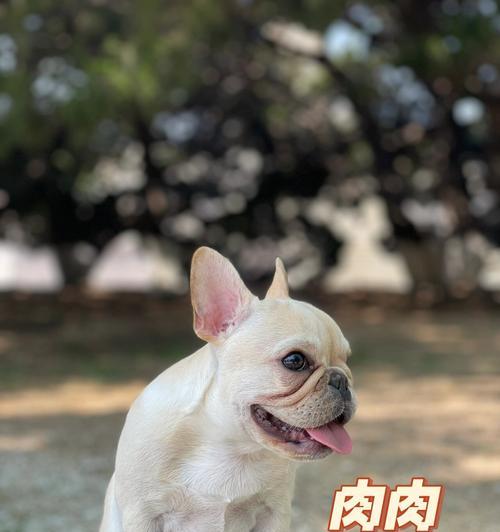 一岁法斗的最佳狗粮选择（为你的法斗选择适合的狗粮是关键）