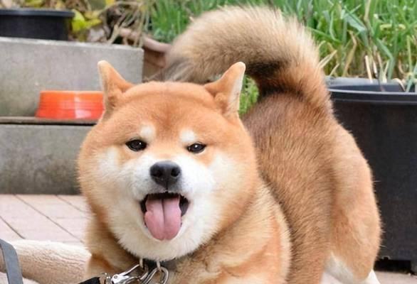 为什么狗会伸出舌头？（揭秘狗的舌头行为，探究其原因和意义）