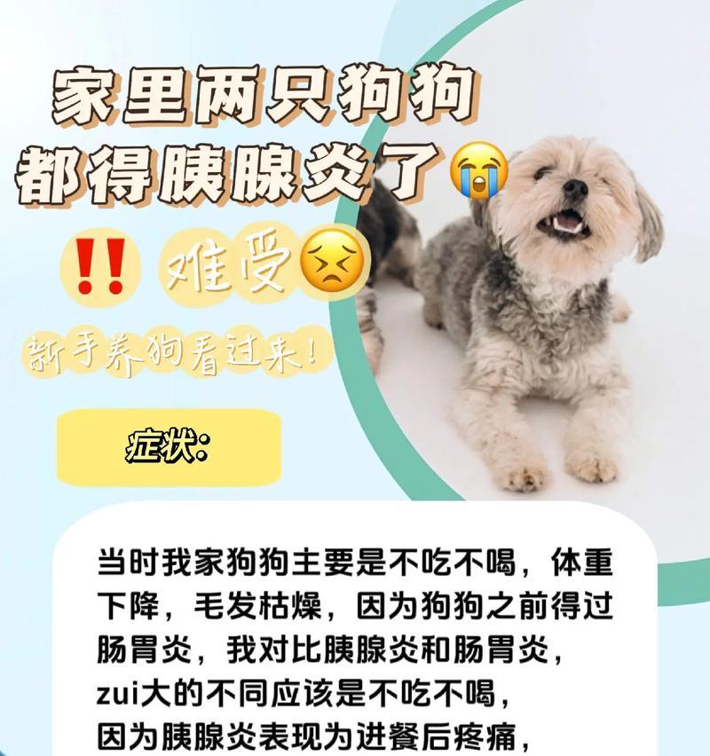 胰腺炎狗需要用药吗？（胰腺炎狗用药需注意什么？）