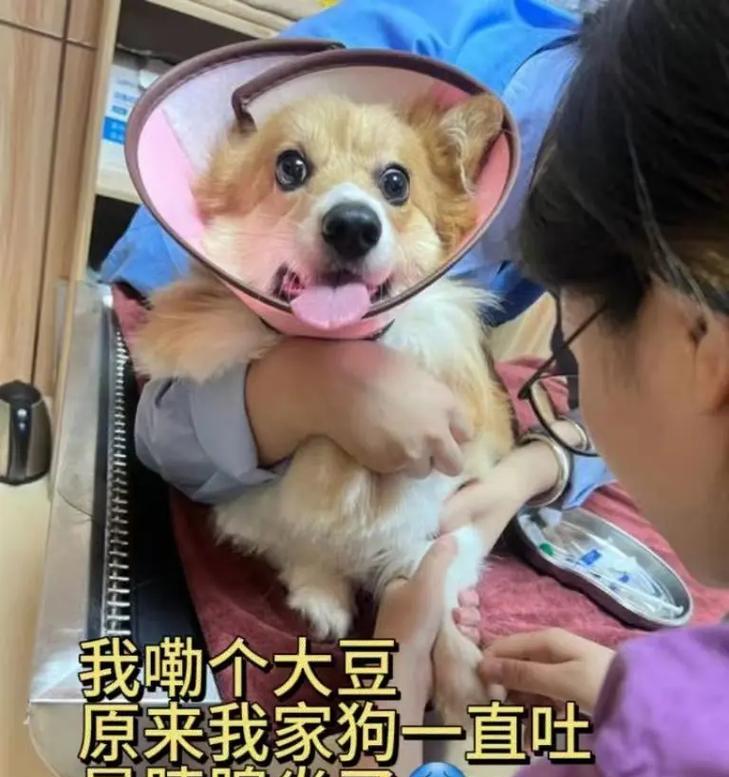 狗狗为什么一直想吐？（探索狗狗恶心和呕吐的原因及处理方法）