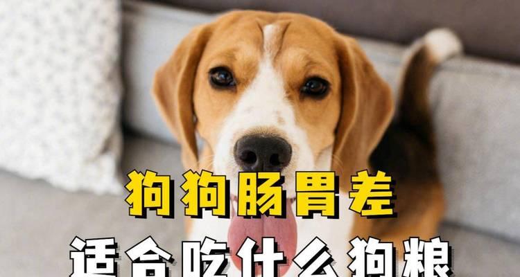 狗狗的主食之选（狗狗饮食健康的关键在于选择合适的肉类食品）