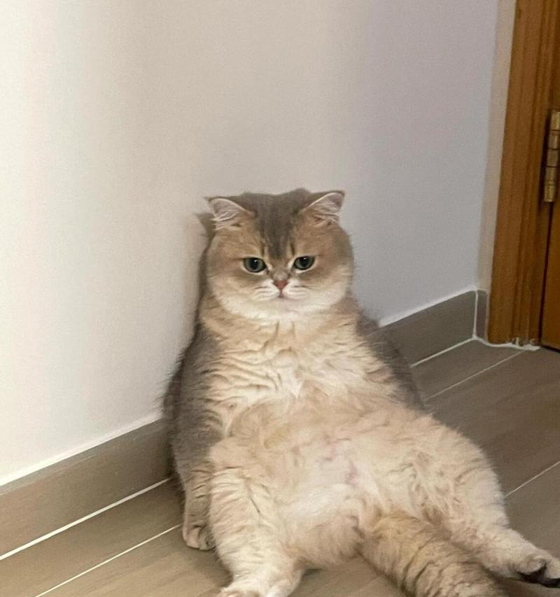 以英短建成猫的意义及影响（探索英短建成猫的起源、特点和受欢迎程度）