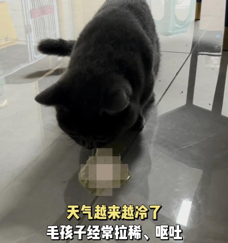 小猫拉肚子的原因及应对方法（探究小猫拉肚子的原因，帮助小猫恢复健康）
