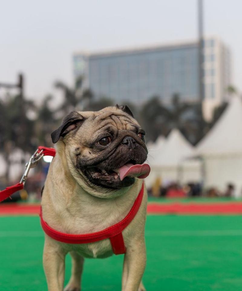 以巴哥犬味道大的原因及解决方法（探究以巴哥犬体味重的原因，提供相关解决方案）