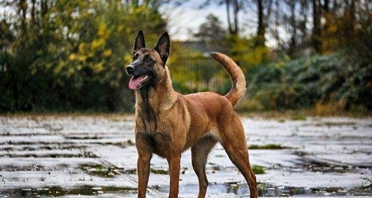以马犬（揭开以马犬高价背后的原因）