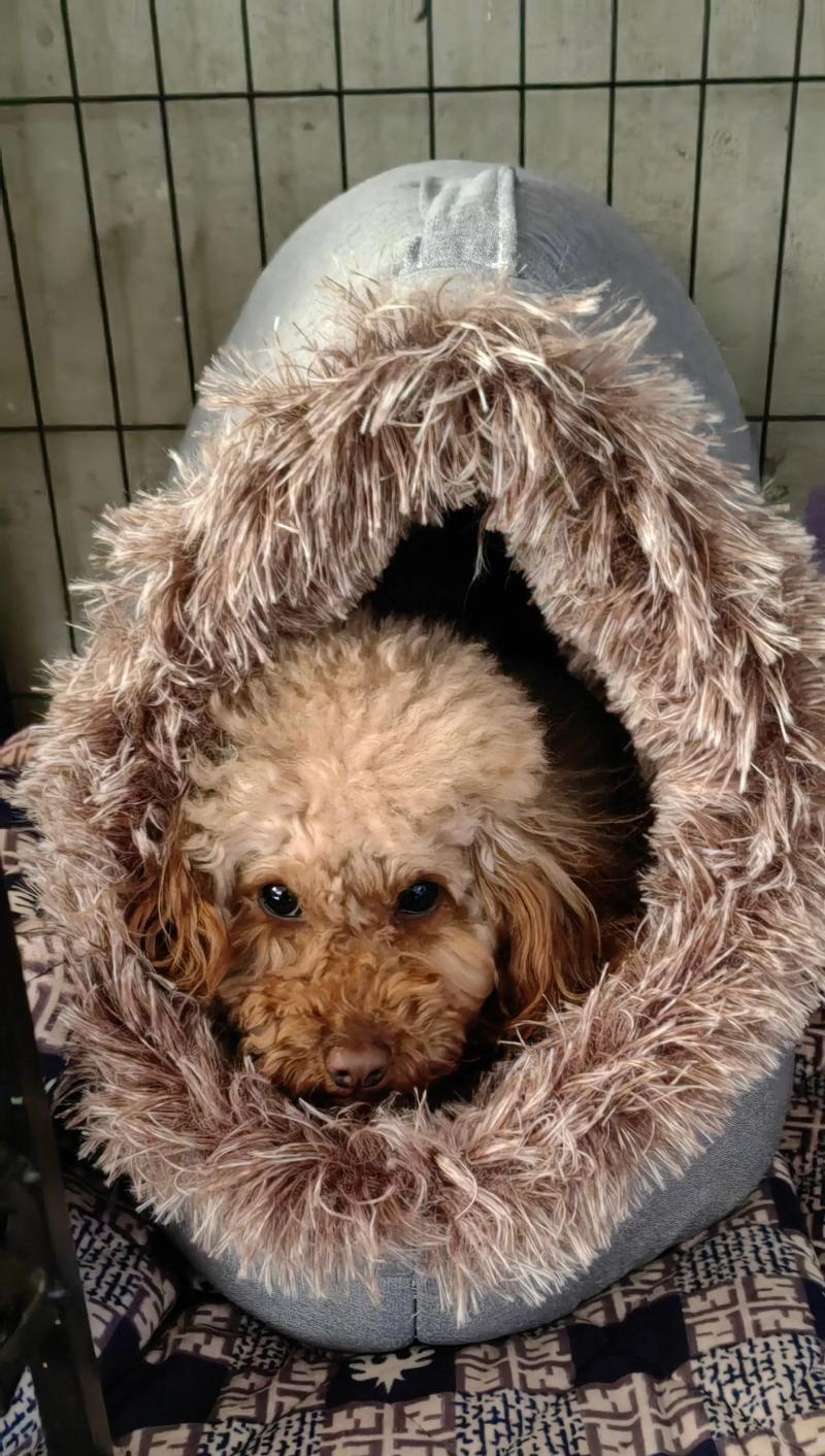 贵宾犬为何一直在发抖？（探究贵宾犬持续发抖的原因与解决方法）