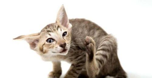 猫眼分泌物的颜色及其含义（猫眼分泌物的类型及健康状况）