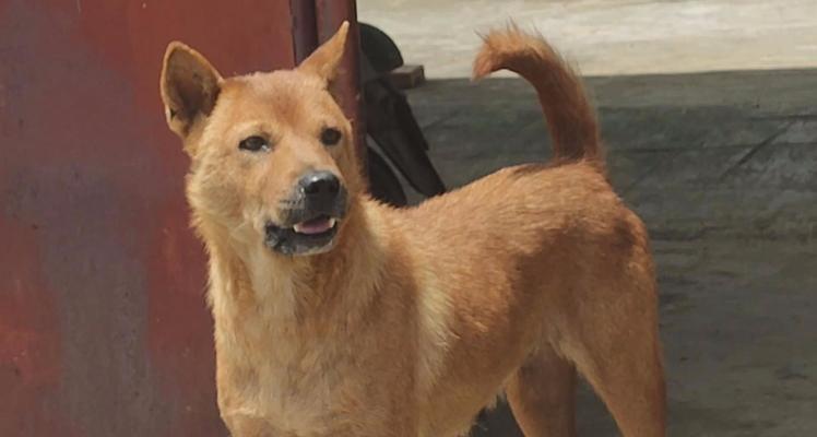 农村养犬指南——选择适合农村生活的犬种（农村养犬的优势与注意事项）