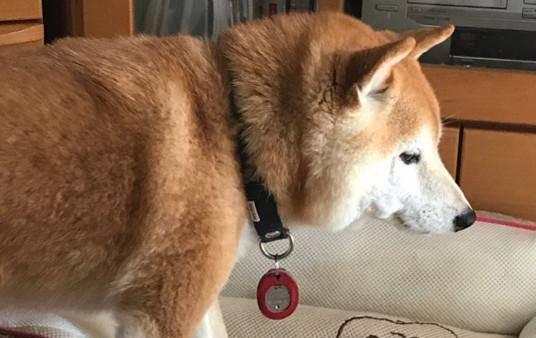 狗为什么不舔毛？（揭秘狗不舔毛的原因及如何解决）