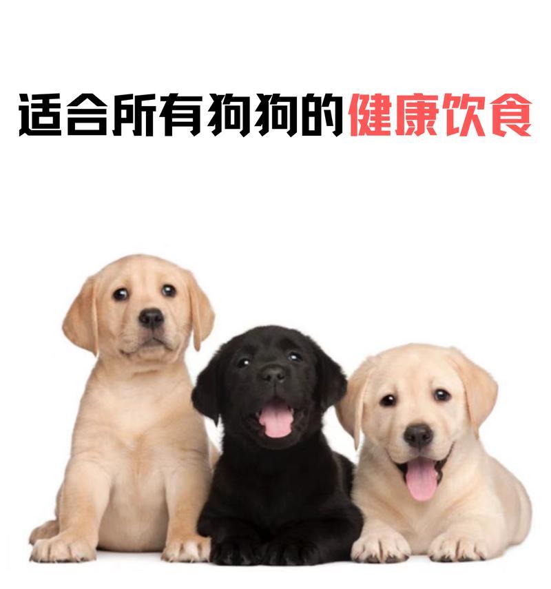 狗狗年纪大了，该吃什么呢？（老年狗狗的饮食需求及注意事项）