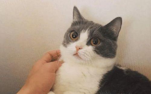 猫可以吃哪些坚果？（了解猫咪坚果摄入的注意事项及合适的选择）