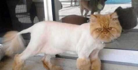 猫剃毛注意事项（猫咪剃毛的关键要注意的事项）