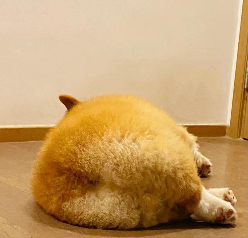 柯基犬为什么喜欢咬？（探究柯基犬咬人行为的原因与解决方法）