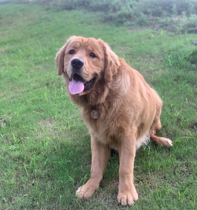 金毛犬的健康饮食（以金毛吃什么长得好？）
