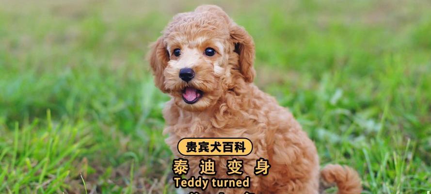 泰迪为何容易发胖？（探究泰迪狗粮的影响因素与解决方案）