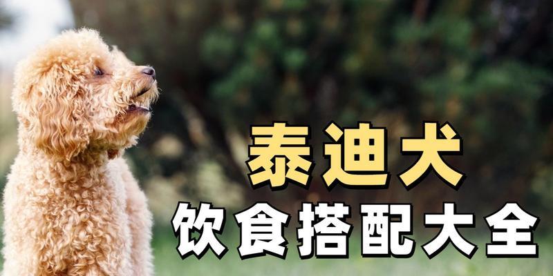 八个月泰迪的护理与培养（充实生活、均衡饮食、适度运动、良好训练——泰迪的健康秘诀）