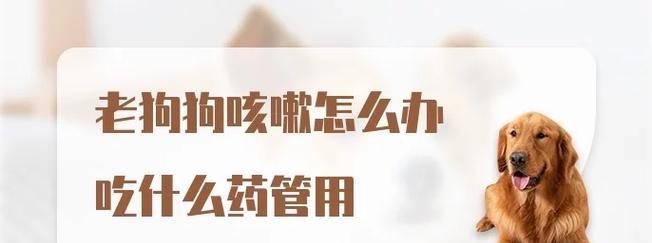 怎么治疗狗狗嗓子疼？（药物治疗狗狗嗓子疼的方法及注意事项）