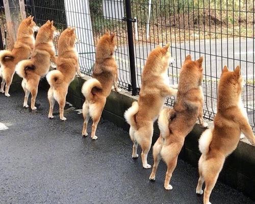 狗狗射精的表情解读（探索狗狗射精时的表情变化及意义）