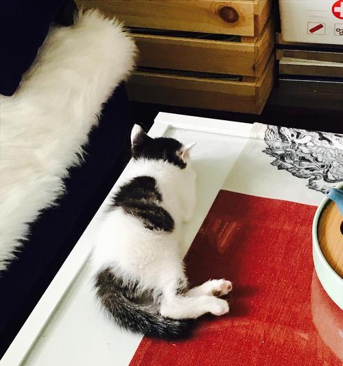 新手养猫必读（为了母猫和幼崽的健康，饮食成为关键）