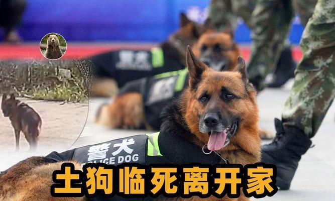 狗为什么不喜欢在家里？（探究狗不喜欢在家里的原因及如何解决）