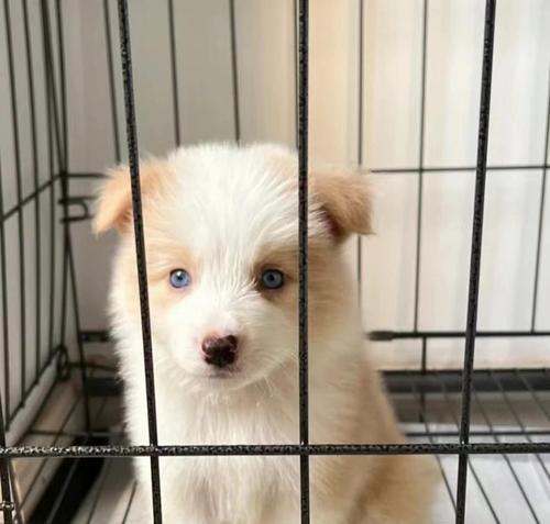 牧羊犬幼崽的饮食需求（营养均衡的饮食对幼崽生长发育至关重要）